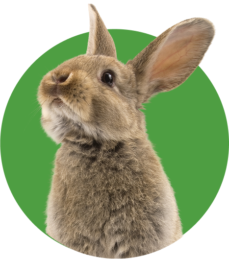 Rabbit Care