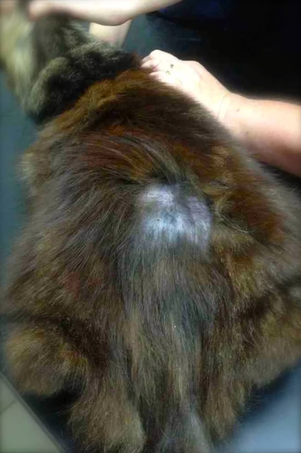 3 ways to tell if your cat has fleas
