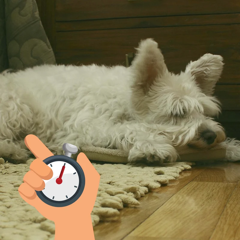 Checking your Dog's Sleeping Respiratory Rate