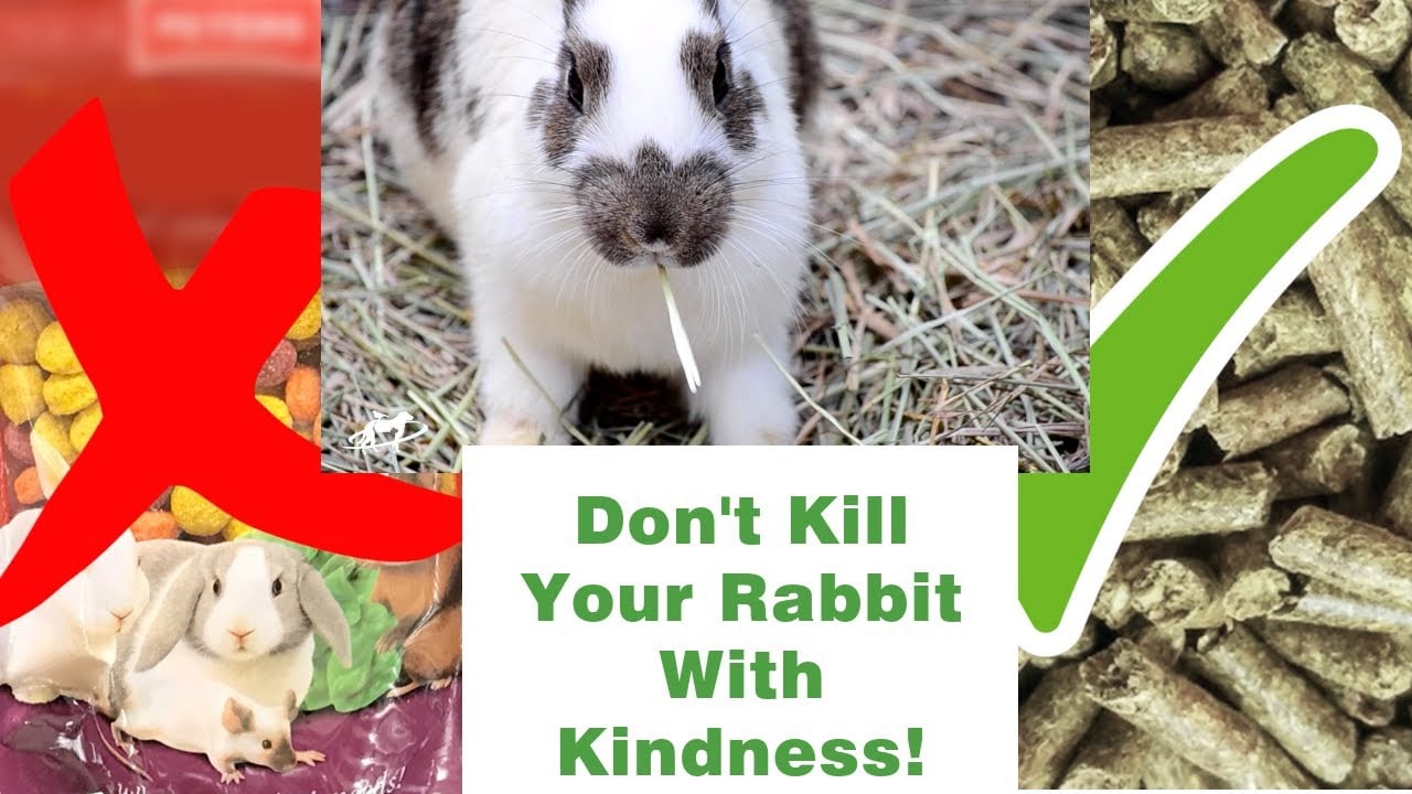 Choosing the Right Diet for Your Pet Rabbit: Avoiding the Junk Food Trap