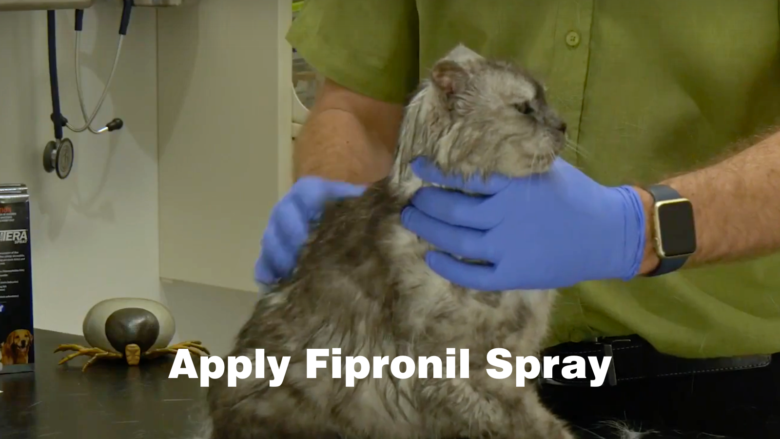 Effective Tick Prevention for Cats: How to Apply Fipronil Spray