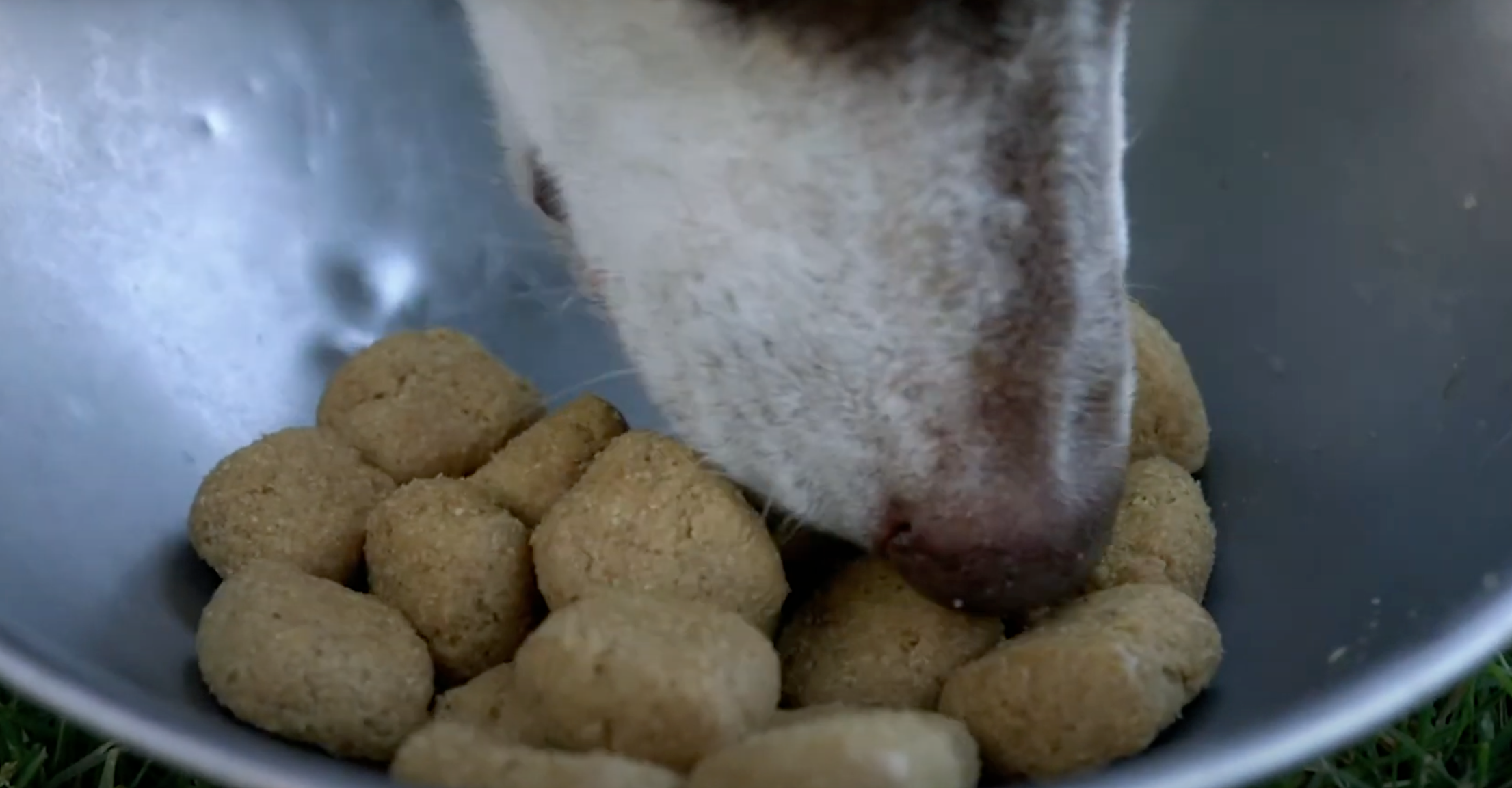 Hill's T/D for Dogs: A Vet's Review on Dental Health Kibble