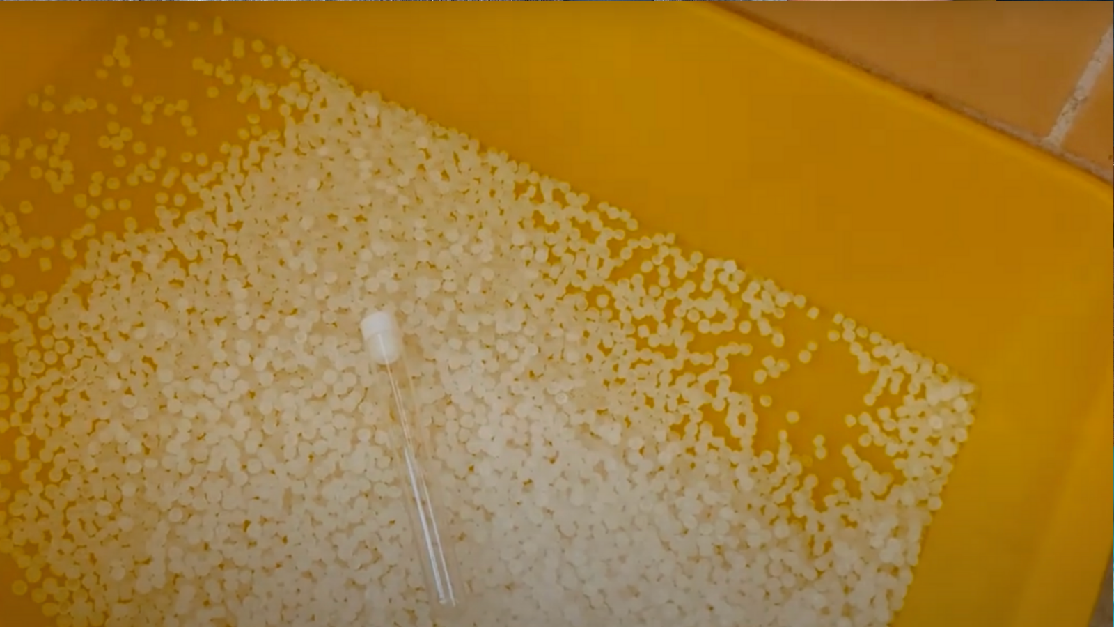 How to Collect a Urine Sample from Your Cat: A Step-by-Step Guide