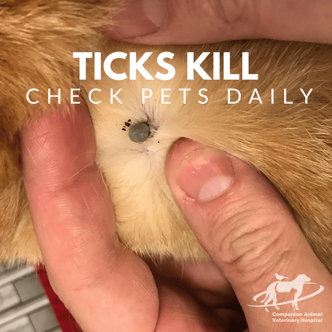 Keeping Your Dog Safe from Ticks While Heading Down the Coast This Summer