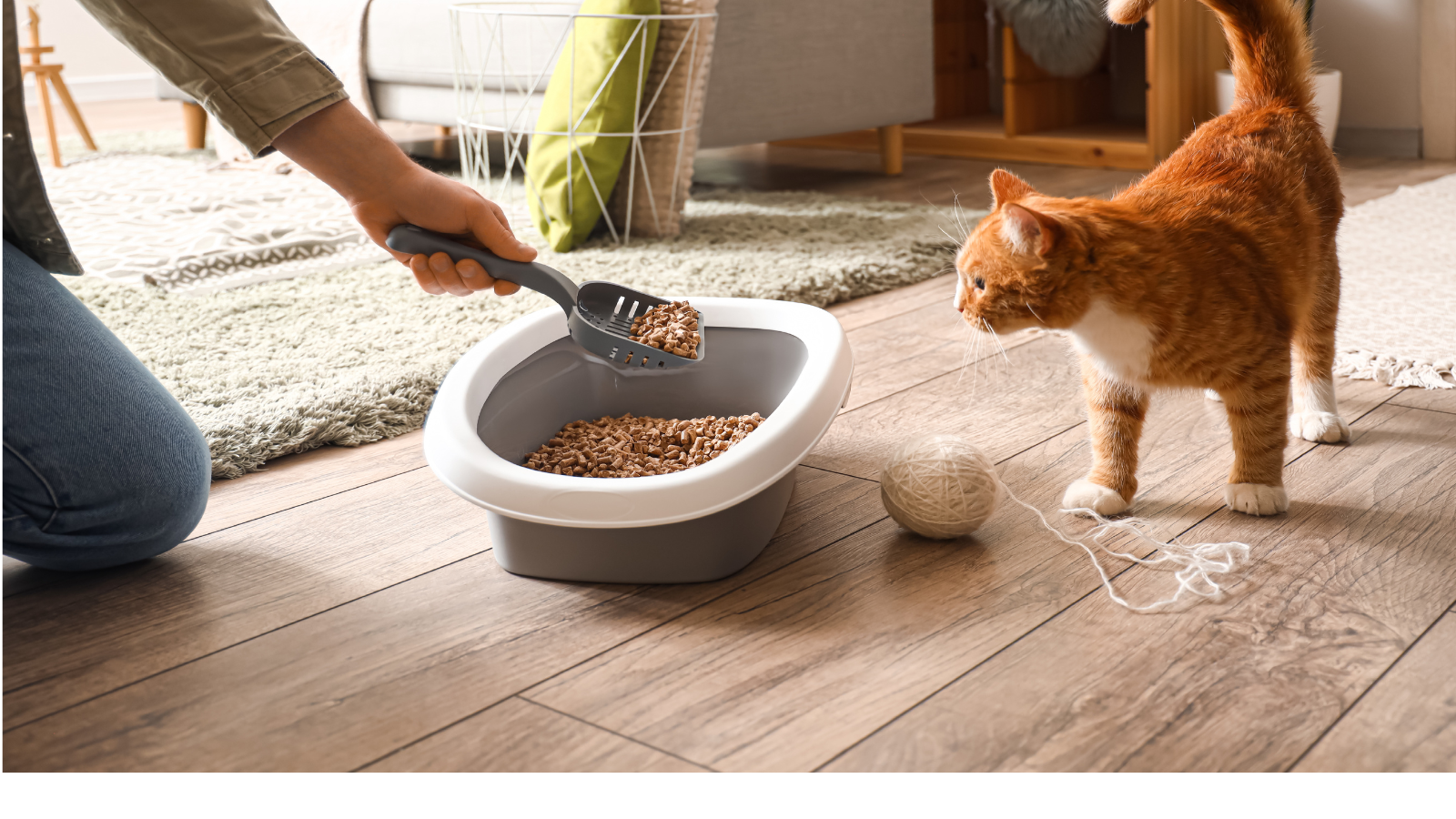 Litter Training Your Cat- Tips for a Clean and Happy Home
