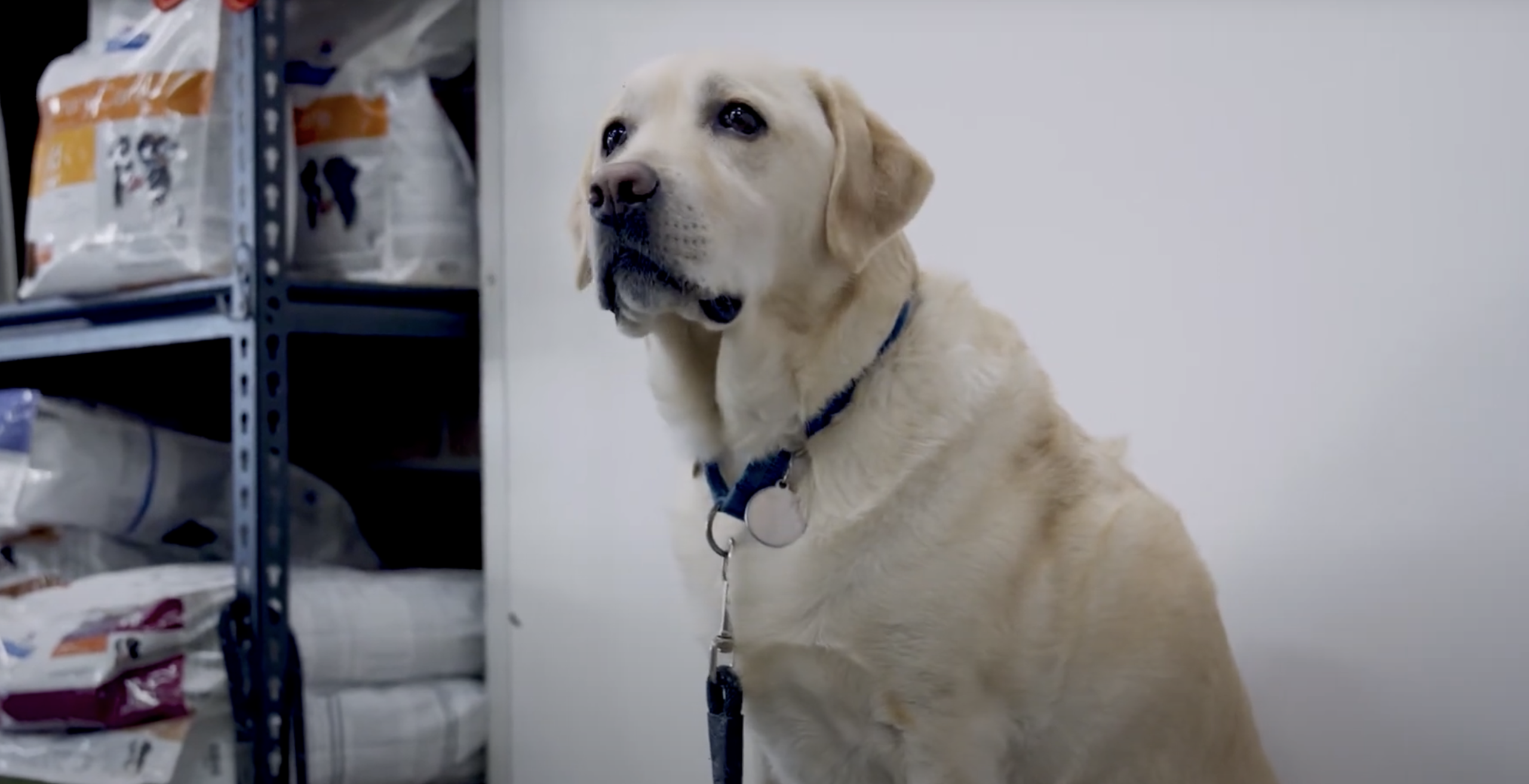 Making Vet Visits Stress-Free: Walnut's Story at Companion Animal Veterinary Hospital