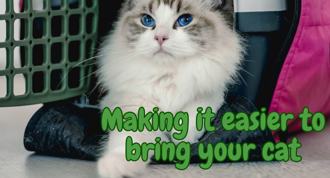 4 Simple Steps to Make it Easier to Bring Your Cat to the Vets