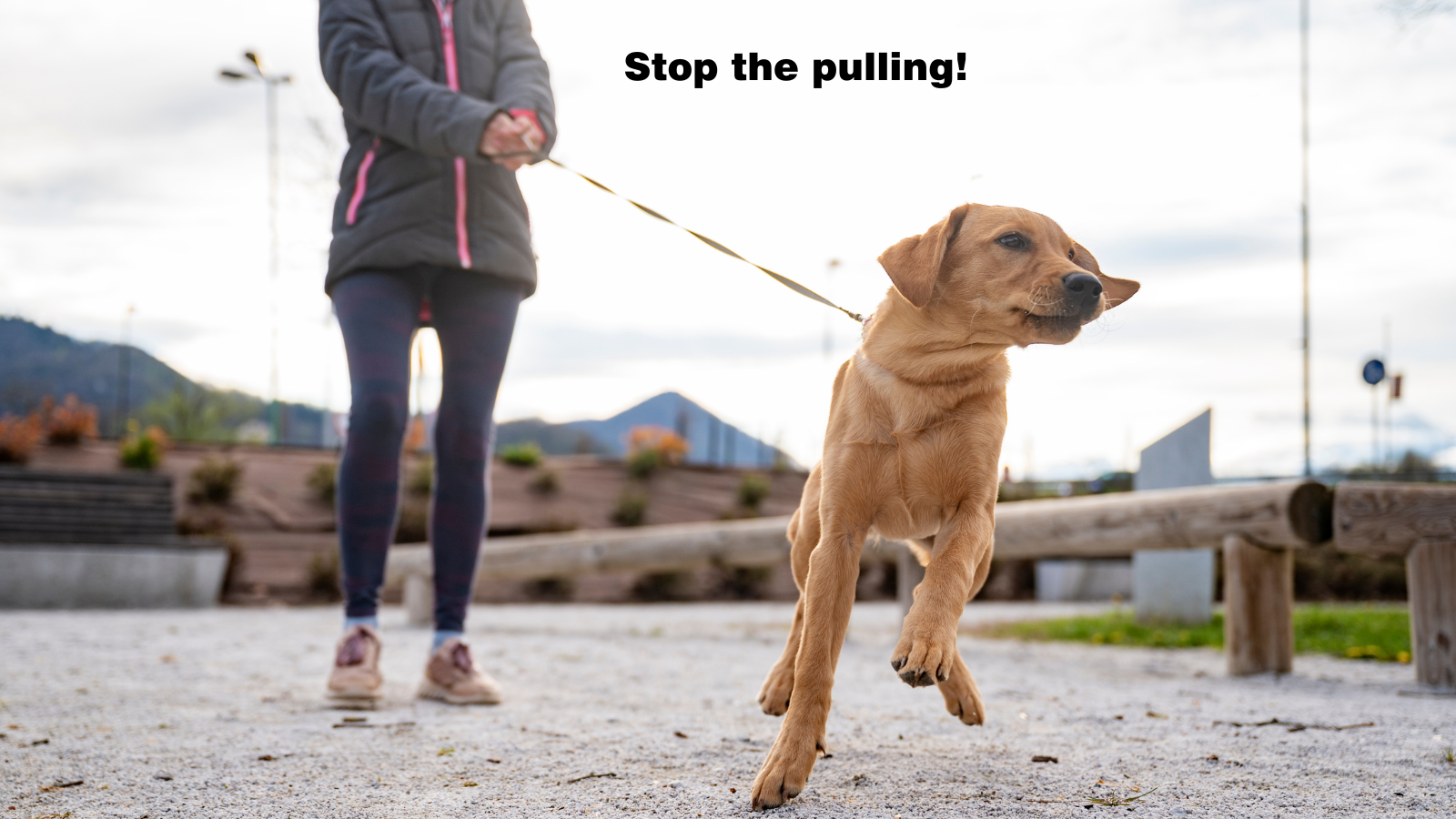 Mastering the Art of Dog Walking: Choosing the Right Harness and Lead