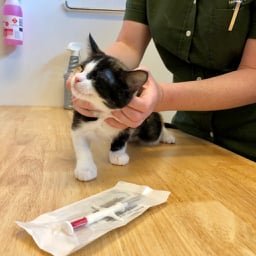 Microchipping of litters of puppies or kittens