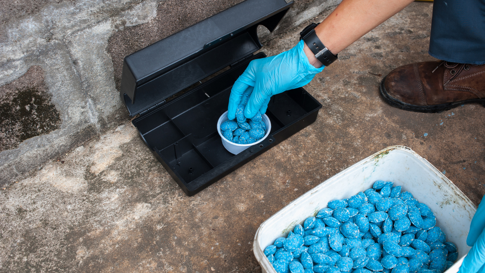 Navigating the Perils of Rat and Snail Baits for Pets