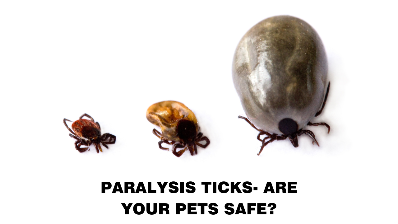 Paralysis Ticks- Are Your Pets Safe?