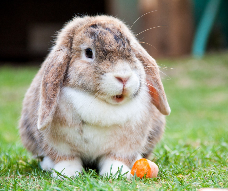 RHDV release in Wollongong, protect your Rabbit