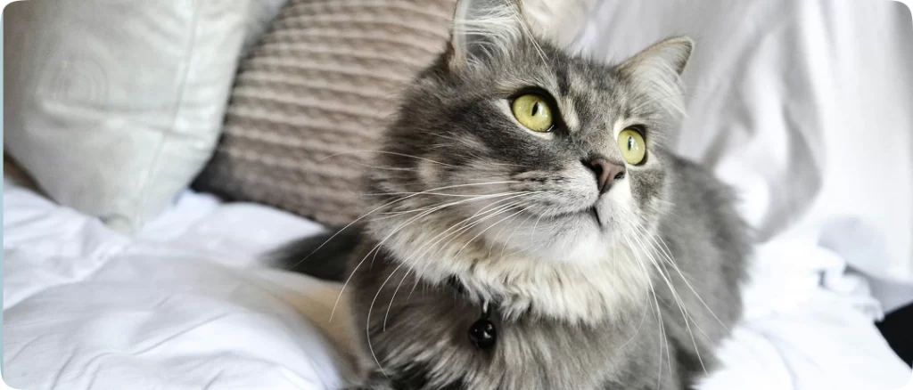 Tailored care for your feline friend