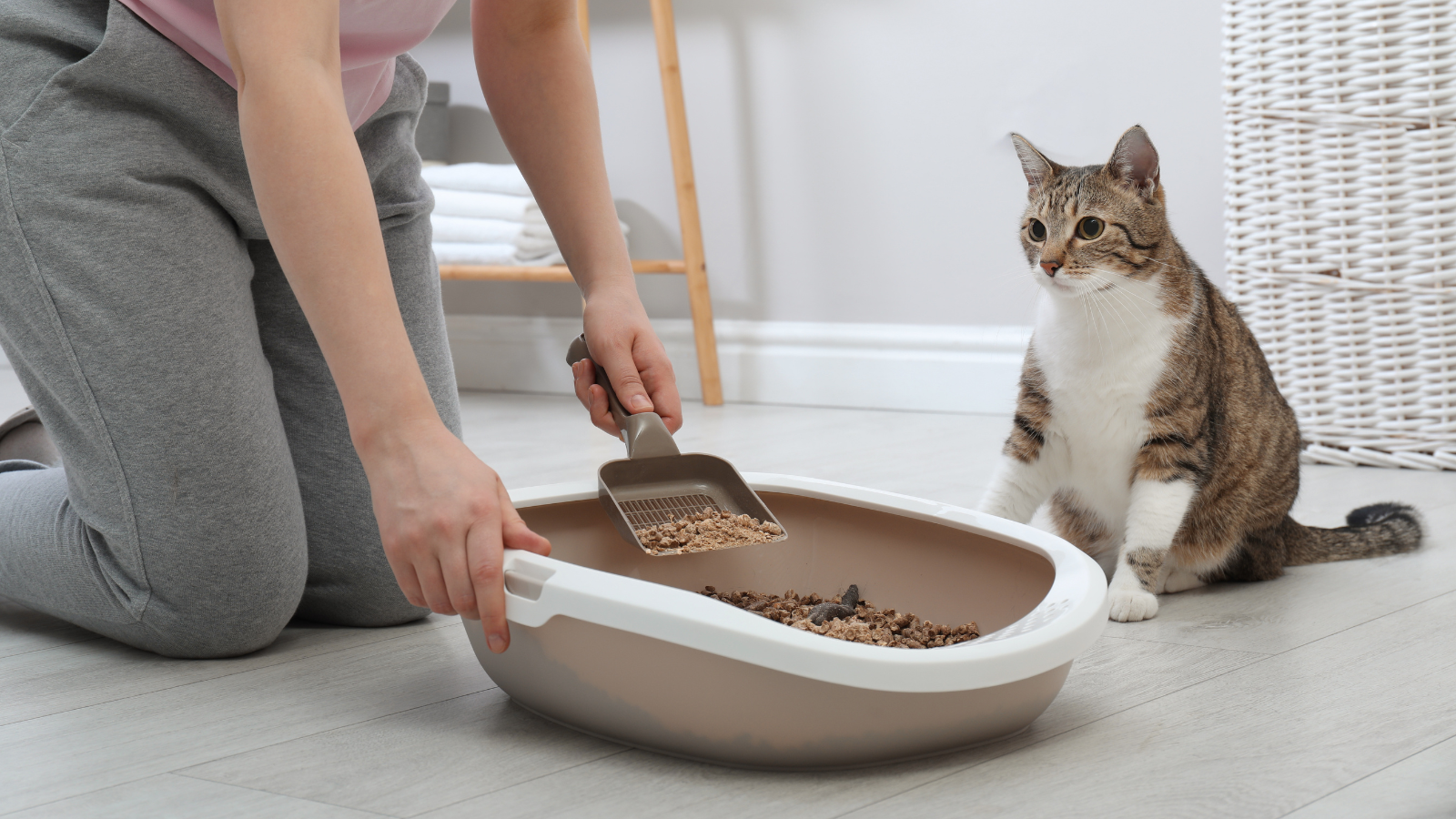 Toxoplasmosis