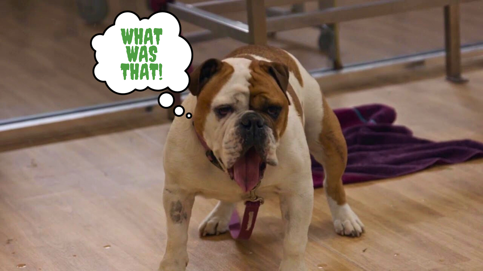Understanding and Managing Your Dog's Phobias