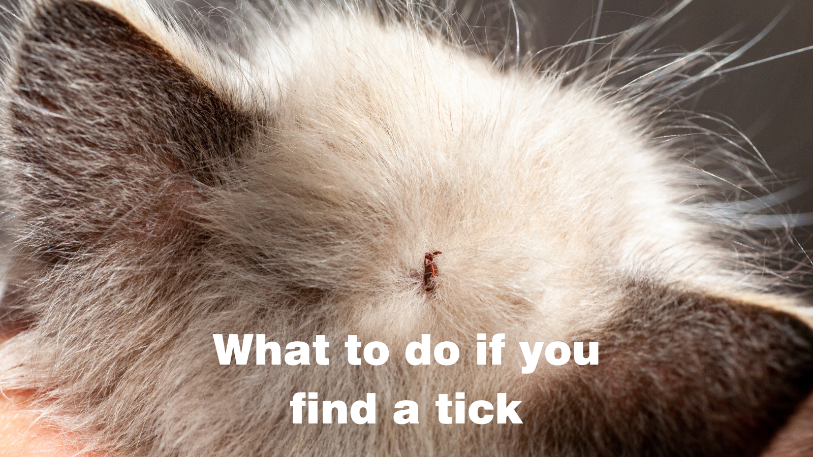 What to do if you find a tick on your pet