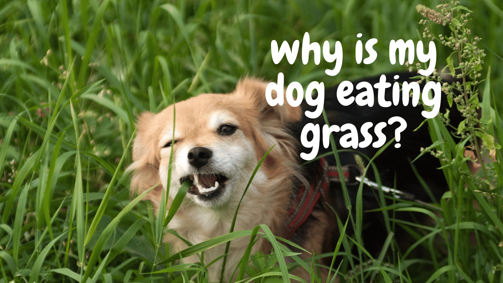 Why is my dog eating grass?