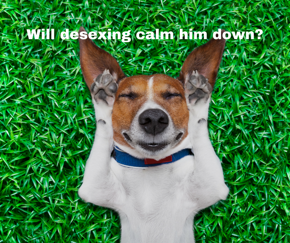 Will desexing calm my dog?
