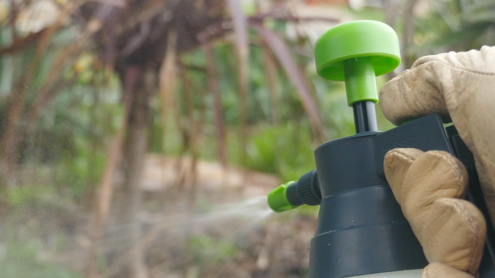 Winning the War Against Fleas: Tips for a Flea-Free Home