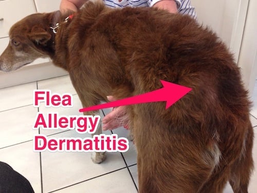 You don't need to see fleas to have a flea problem