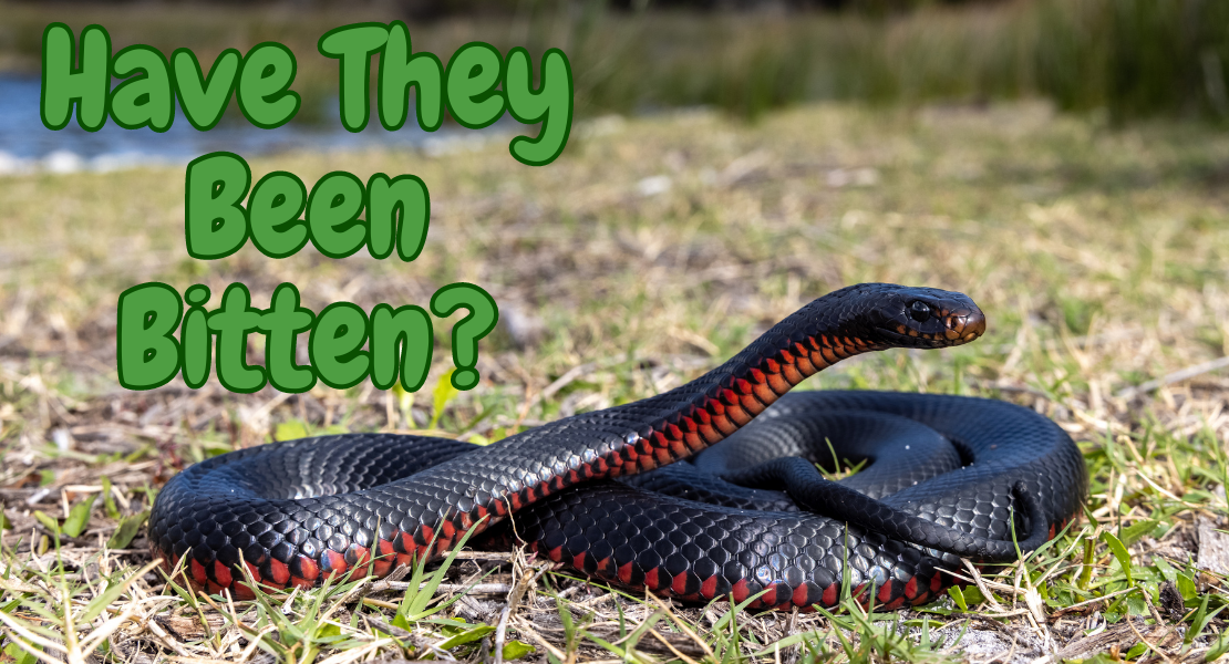 How to tell if your dog has been bitten by a red-bellied black snake