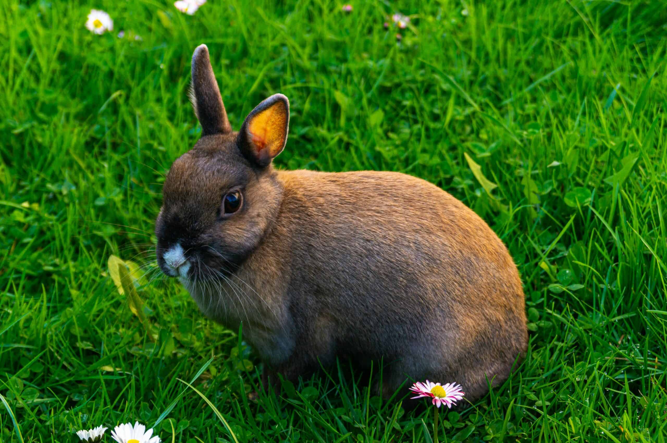 Rabbit Nutrition