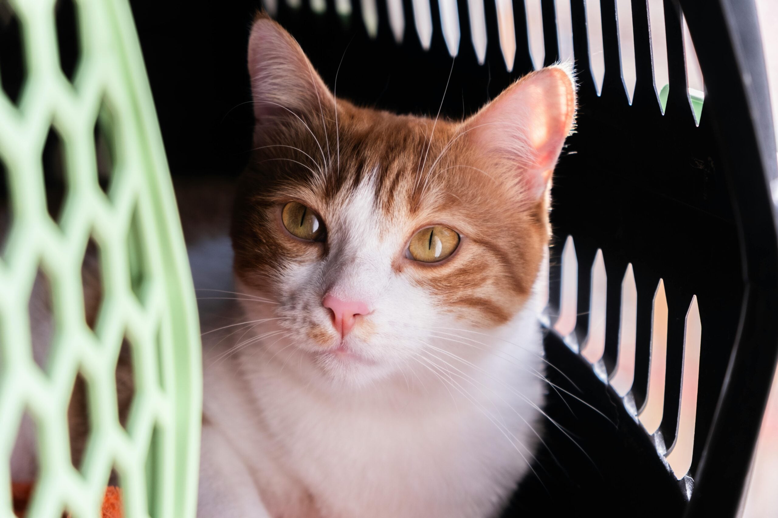 Cat for Boarding