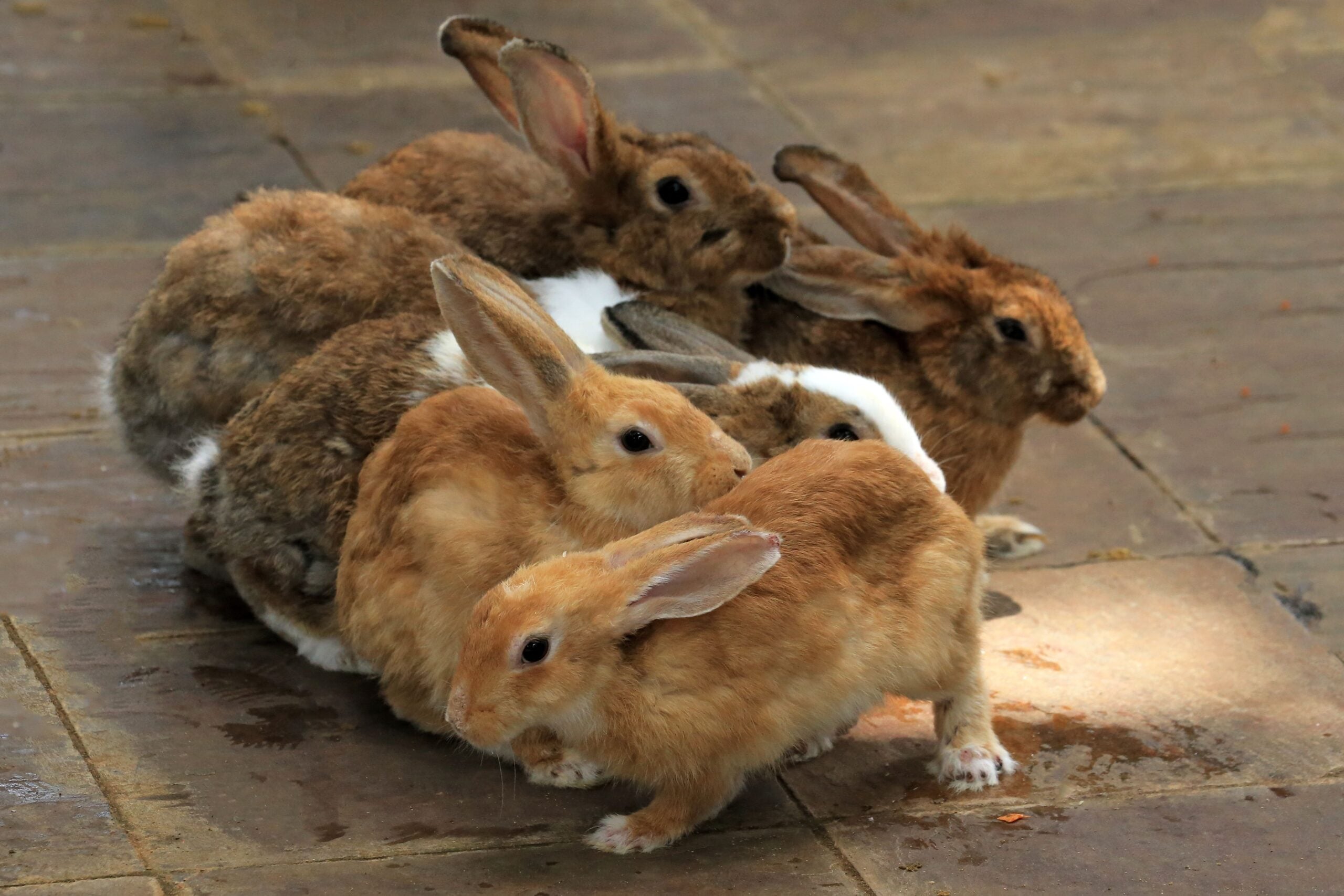 Myxomatosis Warning