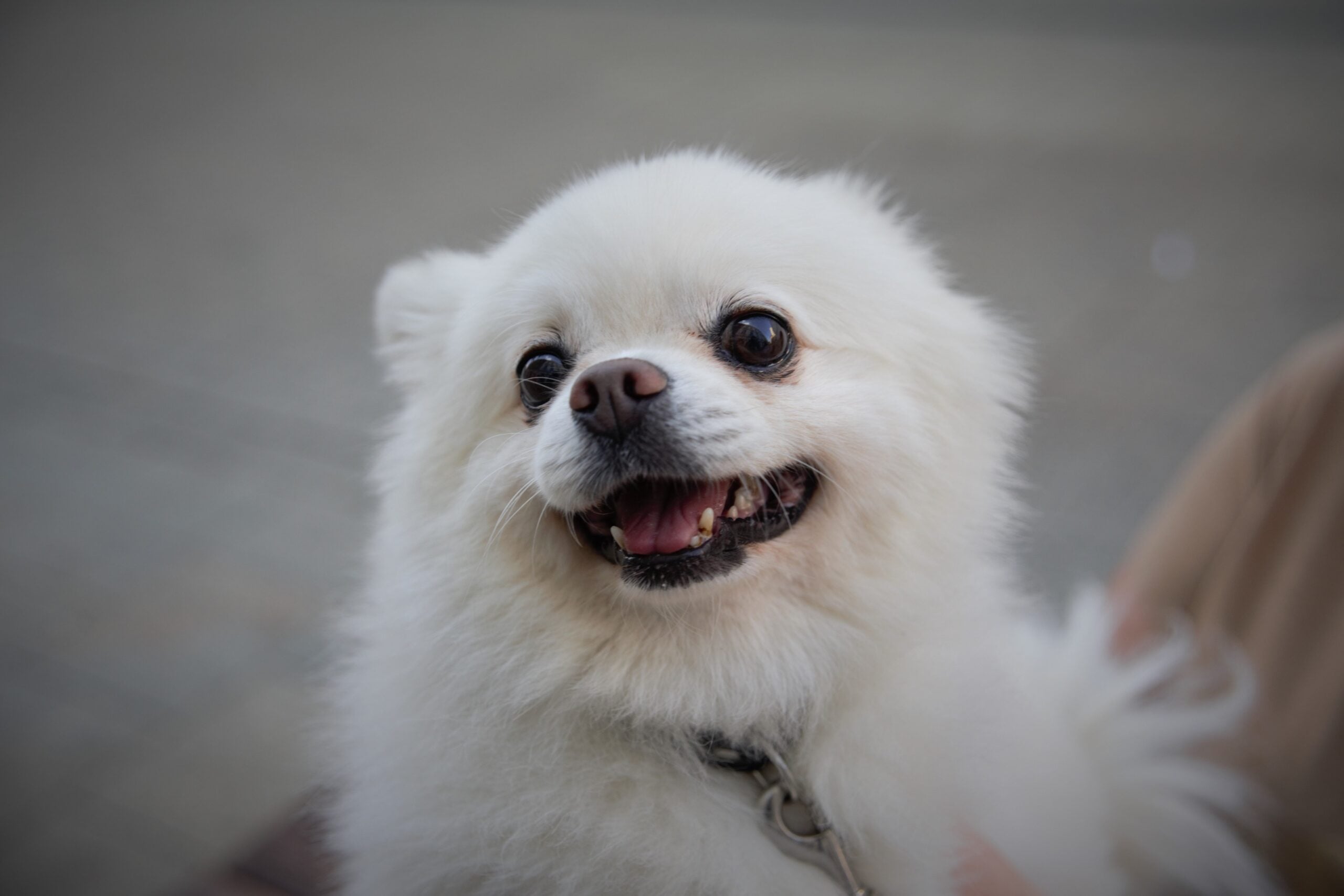 Dog Dental Cleaning