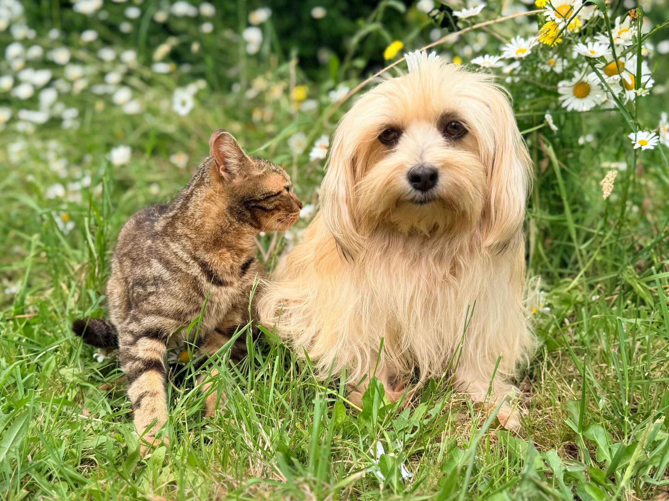Pet's Microchip