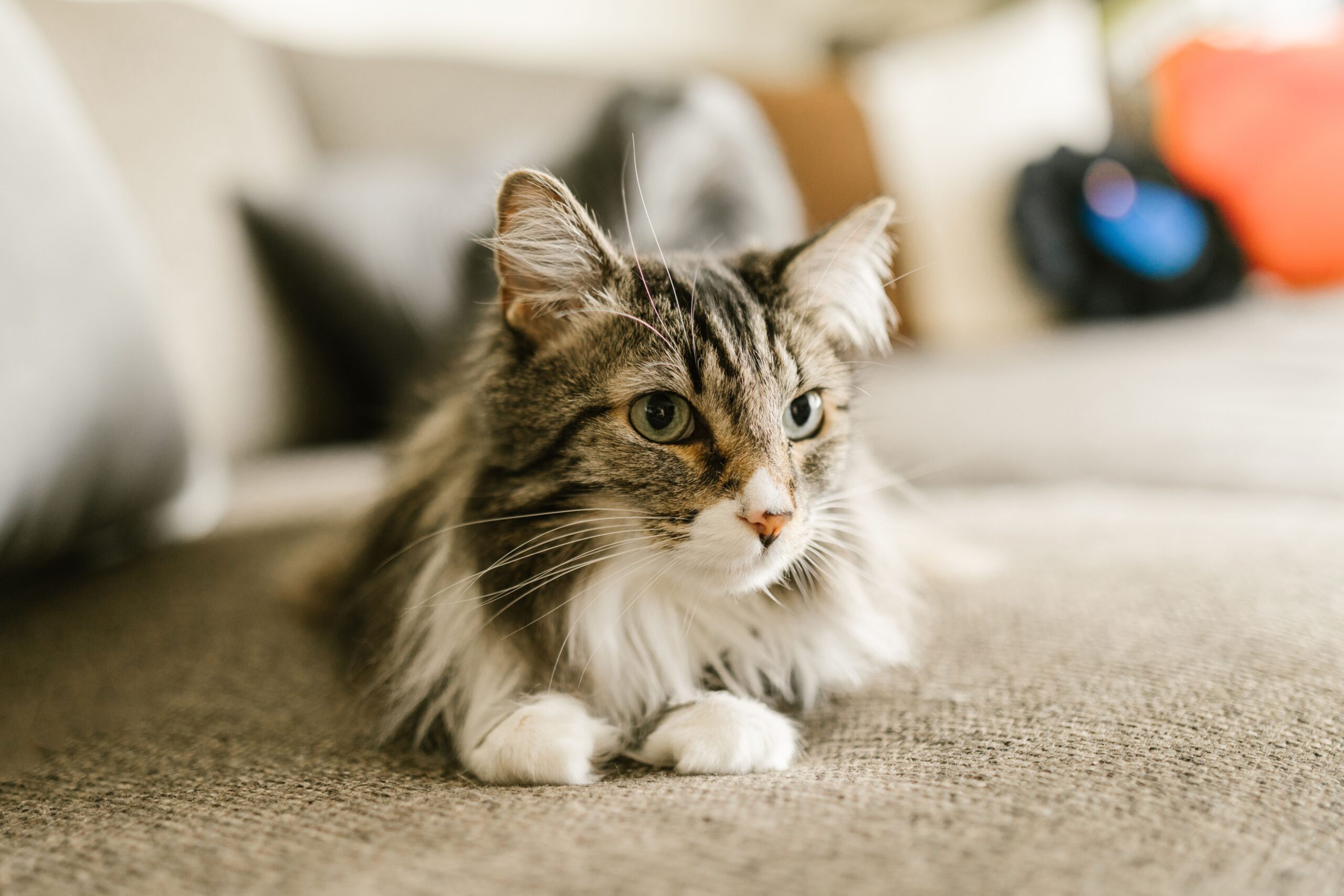 diabetic cat boarding