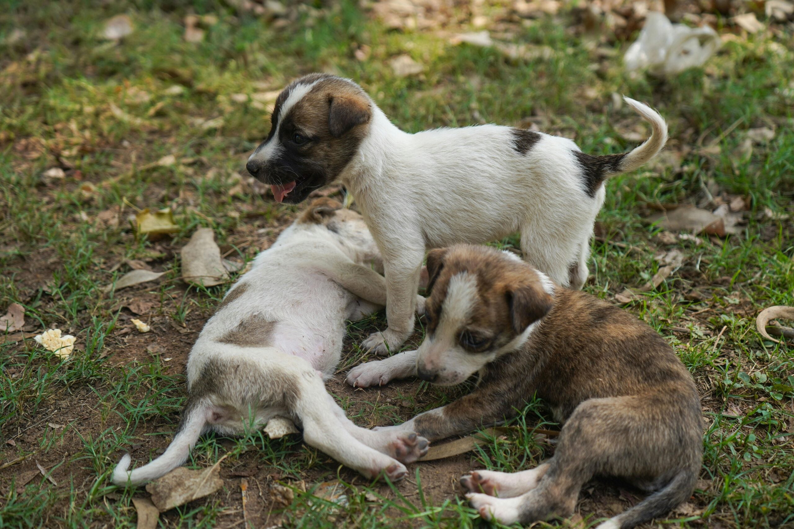 indoor puppy activities